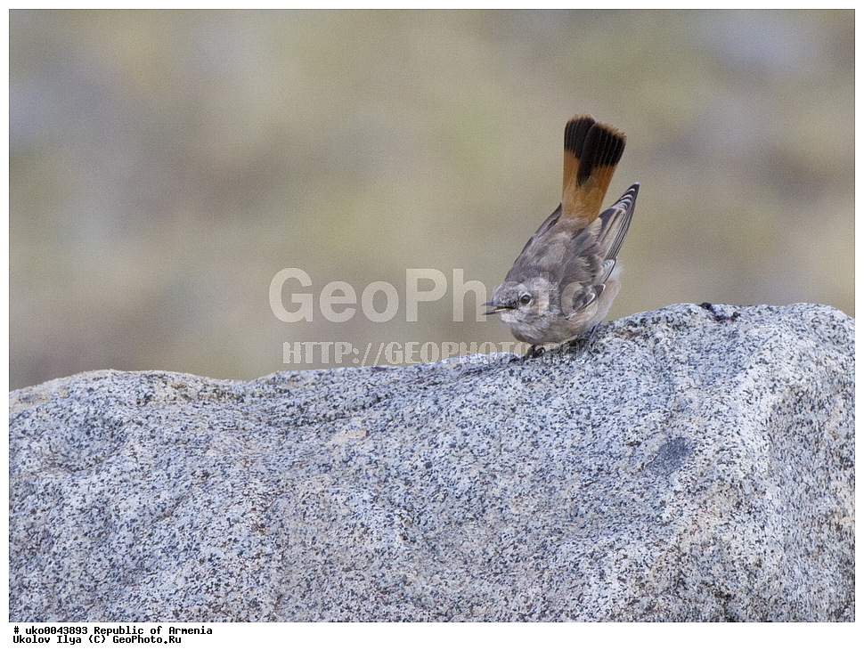 ����� ������, ����������, ���������� �������, ��������, ��������, �����, �����, ��������, �����������, XYZ, ������������, Muscicapidae, ���������� �������, ��������� ���������� �������, Oenanthe chrysopigia