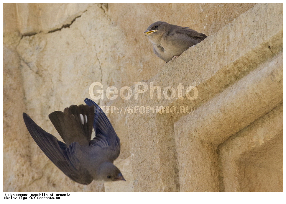 ����� ������, ����������, ���������� �������, ��������, ��������, �����, �����, ��������, �����������, XYZ, �����������, Hirundinidae, ��������� ��������, ������������ ��������� ��������, ������ ��������, �������� ��������, Ptyonoprogne rupestris, Hirundo rupestris