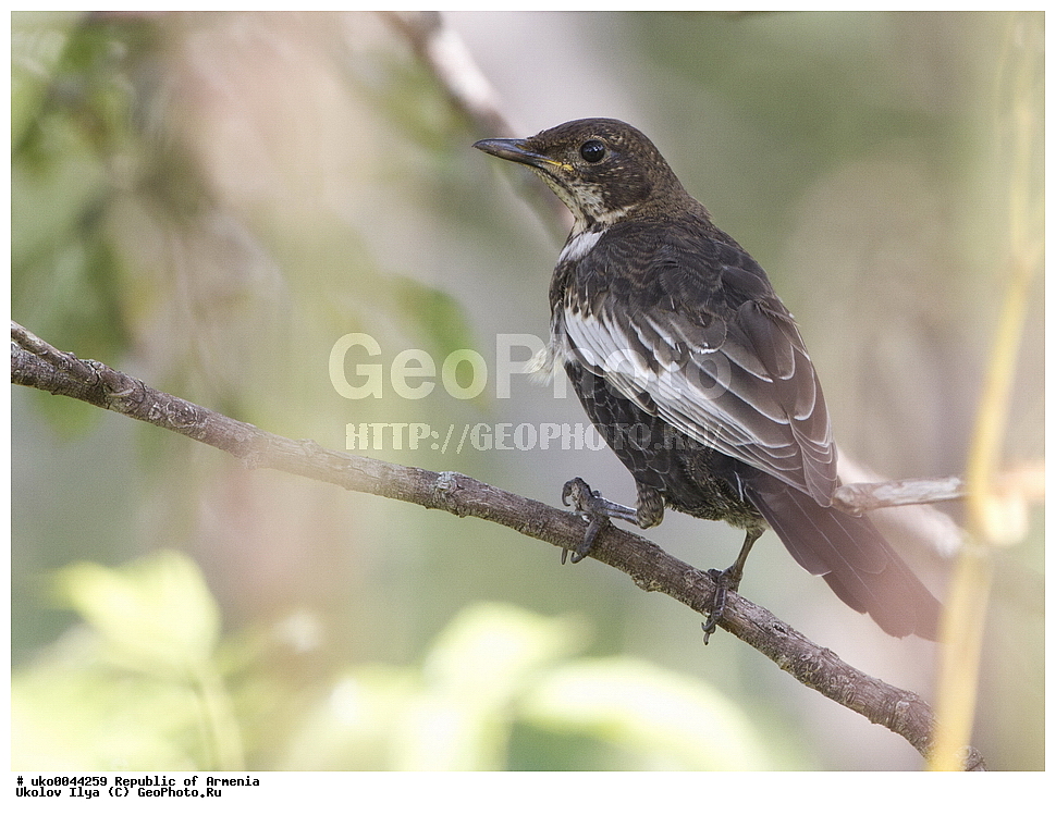 ����� ������, ����������, ���������� �������, ��������, ��������, �����, �����, ��������, �����������, XYZ, ���������, Turdidae, ��������� �����, Turdus torquatus