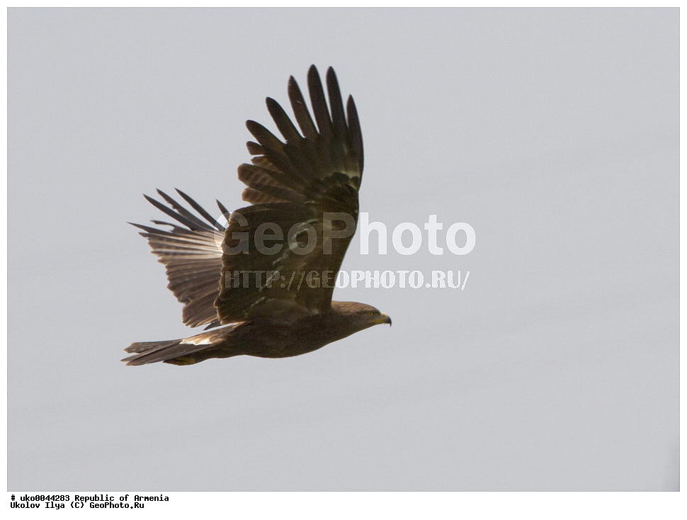 ����� ������, ����������, ���������� �������, ��������, ��������, �����, �����, ��������, �����������, ������ �����, ������ �����, XYZ, ����������, Accipitridae, ���-������, ����-������, Hieraaetus pennatus, Aquila pennata