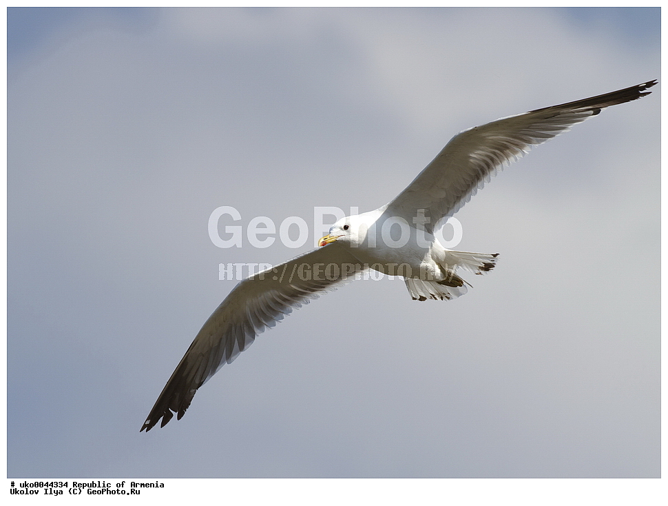 ����� ������, ����������, ���������� �������, ��������, ��������, �����, �����, ��������, �����������, ������� �����, ������� �����, XYZ, ��������, Laridae, ��������� �����, ��������� ����������� �����, Larus armenicus