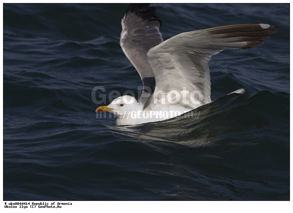 ����� ������, ����������, ���������� �������, ��������, ��������, �����, �����, ��������, �����������, ������� �����, ������� �����, XYZ, ��������, Laridae, ��������� �����, ��������� ����������� �����, Larus armenicus