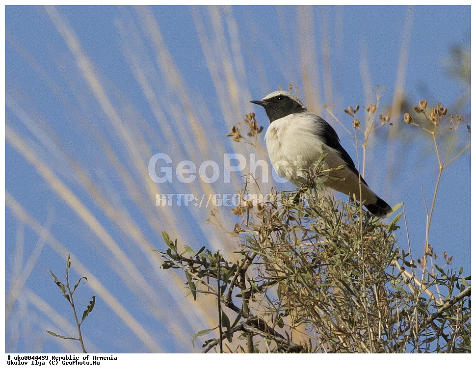 ����� ������, ����������, ���������� �������, ��������, ��������, �����, �����, ��������, �����������, XYZ, ������������, Muscicapidae, ����������� �������, Oenanthe finschii