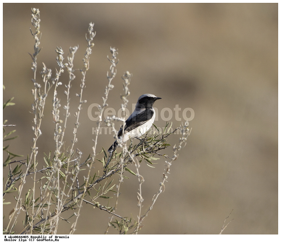 ����� ������, ����������, ���������� �������, ��������, ��������, �����, �����, ��������, �����������, XYZ, ������������, Muscicapidae, ����������� �������, Oenanthe finschii