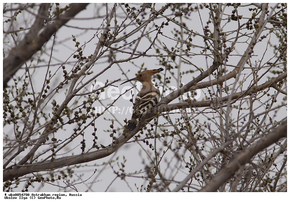 ������������ ���, ������ ��������, ������, ��������, ��������, �����, �����, ��������, �����������, XYZ, �����, Upupidae, ����, Upupa epops