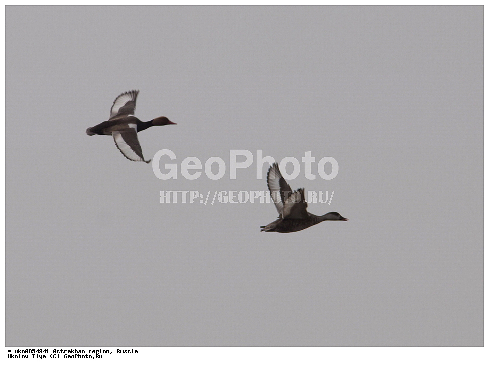 ������������ ���, ������ ��������, ������, ��������, ��������, �����, �����, ��������, �����������, �����������������, ������������� �����, ������������� �����, XYZ, ������, Anatidae, ����������� �����, Netta rufina