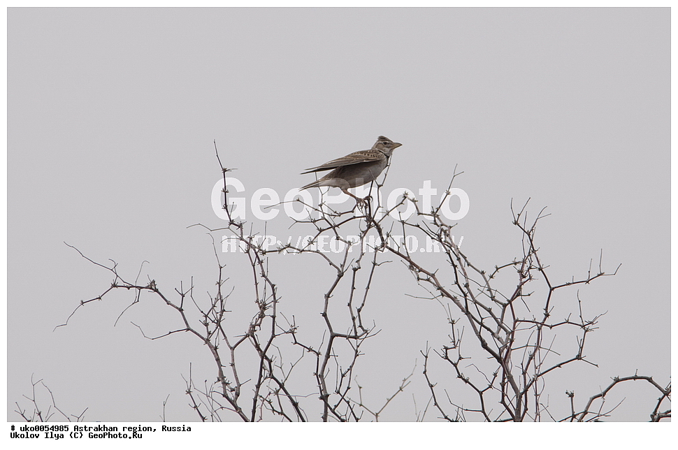 ������������ ���, ������ ��������, ������, ��������, ��������, �����, �����, ��������, �����������, XYZ, ������������, Alaudidae, ������� ���������, �������, ��������, Melanocorypha calandra