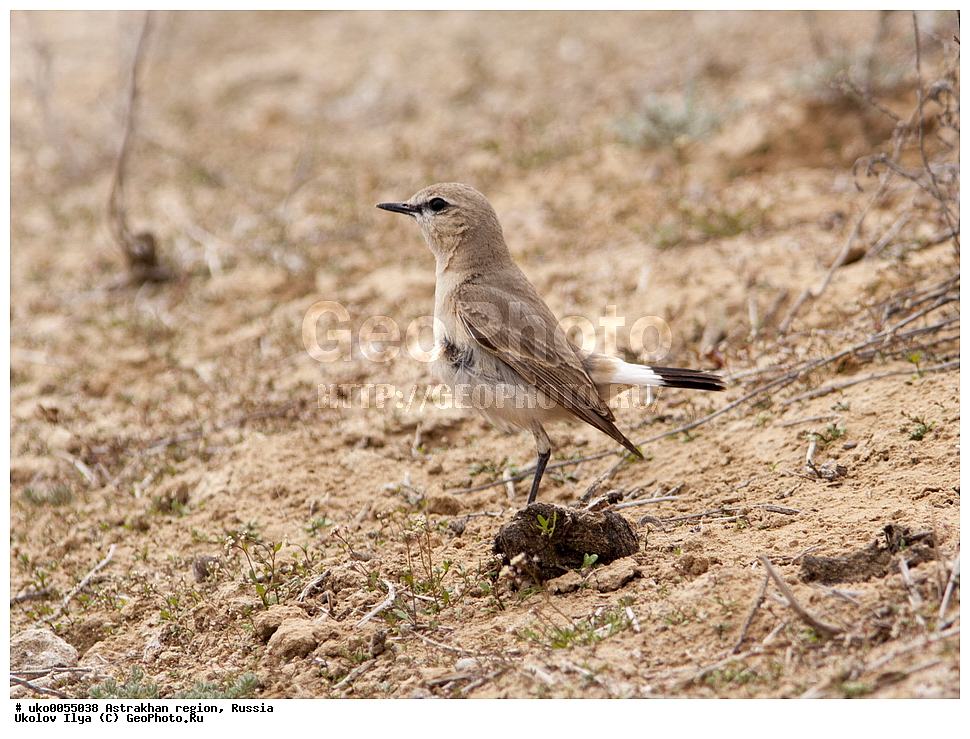 ������������ ���, ������ ��������, ������, ��������, ��������, �����, �����, ��������, �����������, XYZ, ������������, Muscicapidae, �������-��������, Oenanthe isabellina