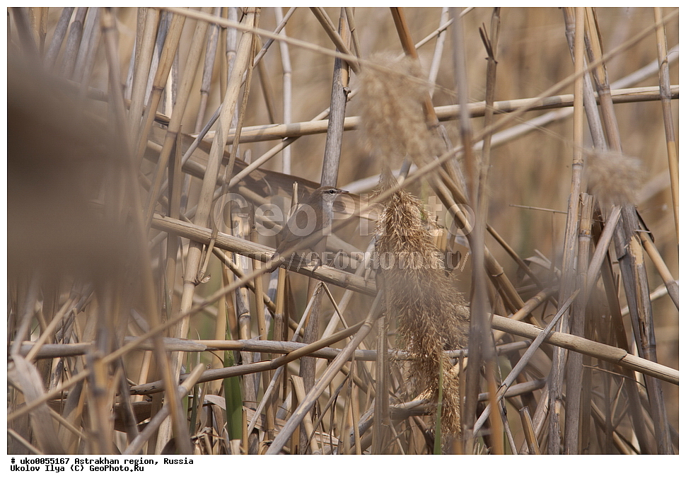 ������������ ���, ������ ��������, ������, ��������, ��������, �����, �����, ��������, �����������, XYZ, ������������� ���������, ����������, Cettiidae, ���������� ���������, ���������� ���������, �������������, Cettia cetti