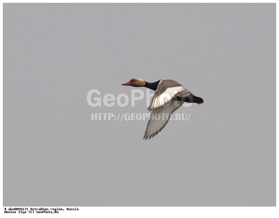 ������������ ���, ������ ��������, ������, ��������, ��������, �����, �����, ��������, �����������, �����������������, ������������� �����, ������������� �����, XYZ, ������, Anatidae, ����������� �����, Netta rufina