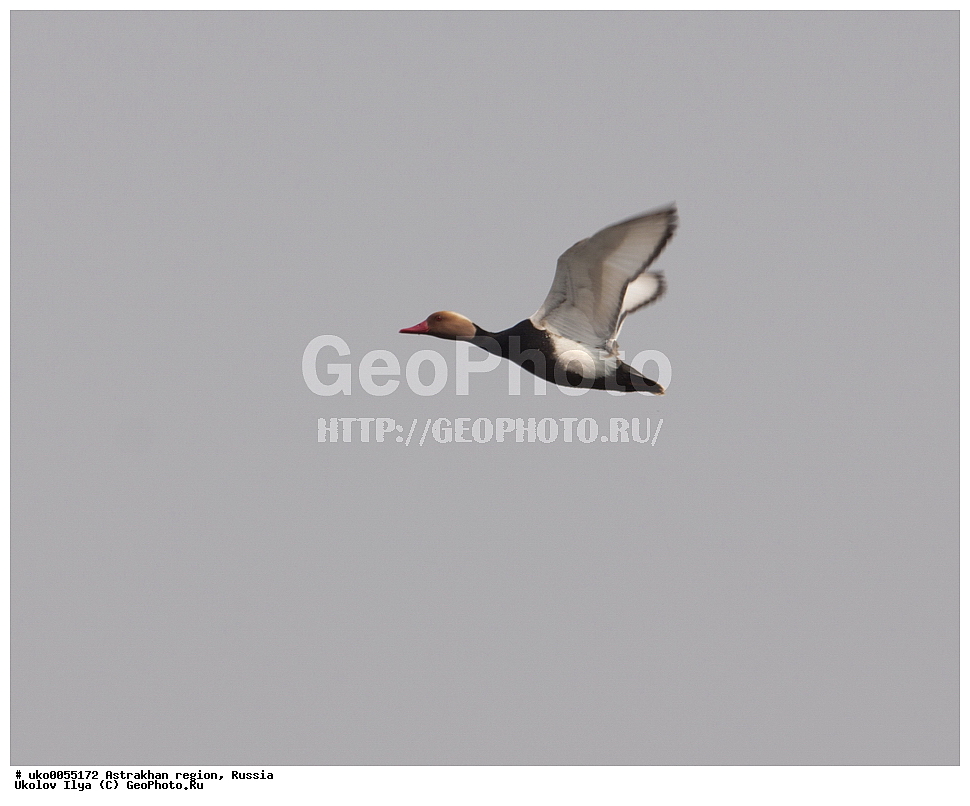 ������������ ���, ������ ��������, ������, ��������, ��������, �����, �����, ��������, �����������, �����������������, ������������� �����, ������������� �����, XYZ, ������, Anatidae, ����������� �����, Netta rufina