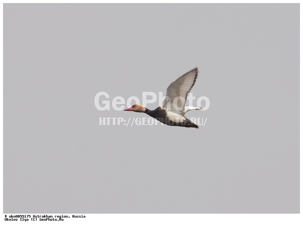 ������������ ���, ������ ��������, ������, ��������, ��������, �����, �����, ��������, �����������, �����������������, ������������� �����, ������������� �����, XYZ, ������, Anatidae, ����������� �����, Netta rufina