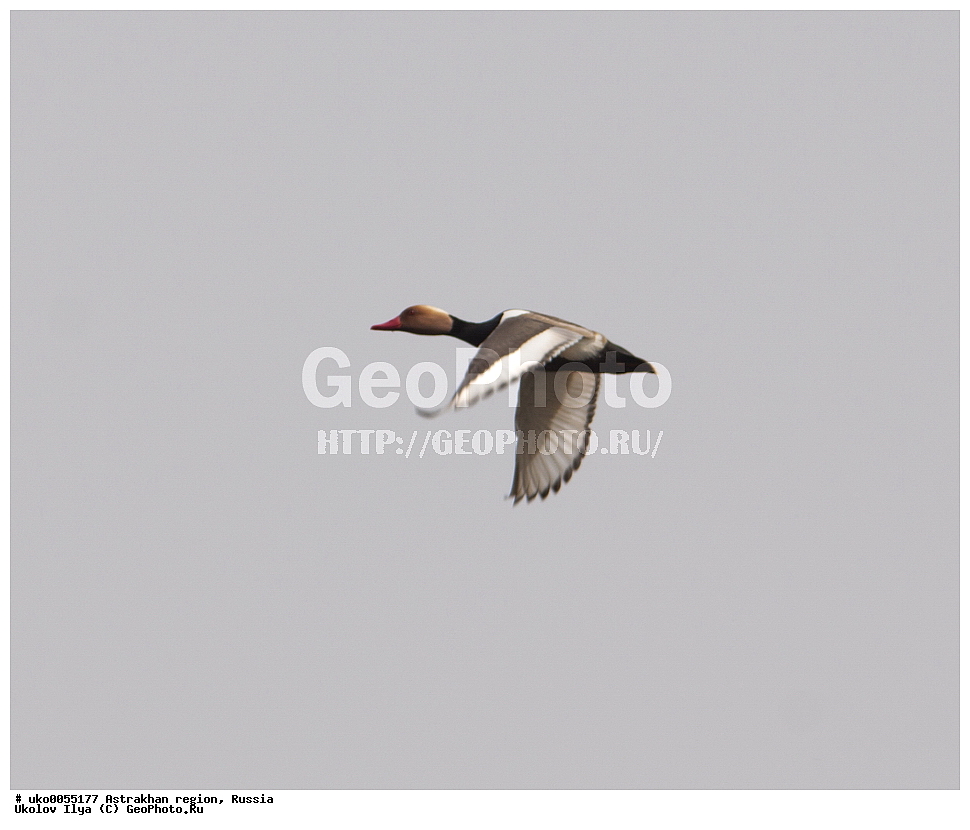 ������������ ���, ������ ��������, ������, ��������, ��������, �����, �����, ��������, �����������, �����������������, ������������� �����, ������������� �����, XYZ, ������, Anatidae, ����������� �����, Netta rufina