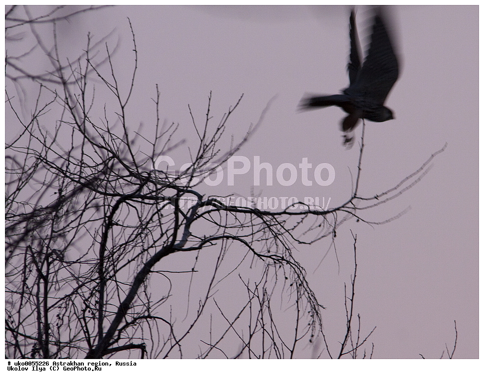 ������������ ���, ������ ��������, ������, ��������, ��������, �����, �����, ��������, �����������, ������ �����, ������ �����, XYZ, ���������, Falconidae, ������, Falco subbuteo