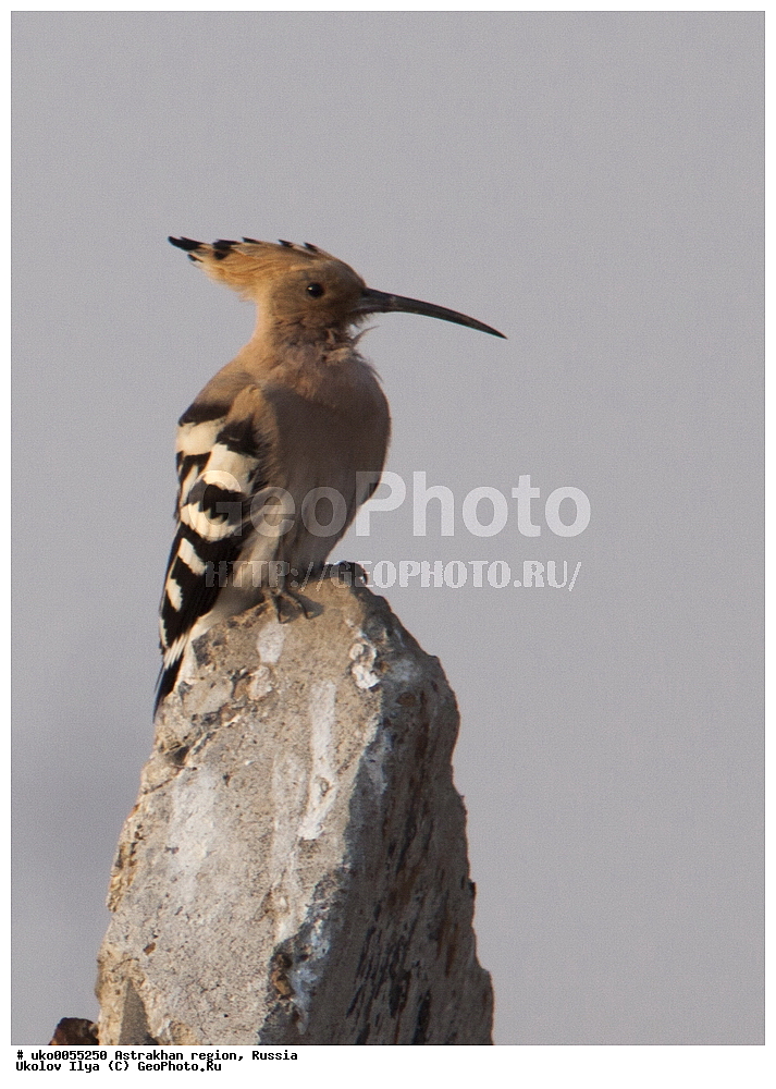 ������������ ���, ������ ��������, ������, ��������, ��������, �����, �����, ��������, �����������, XYZ, �����, Upupidae, ����, Upupa epops