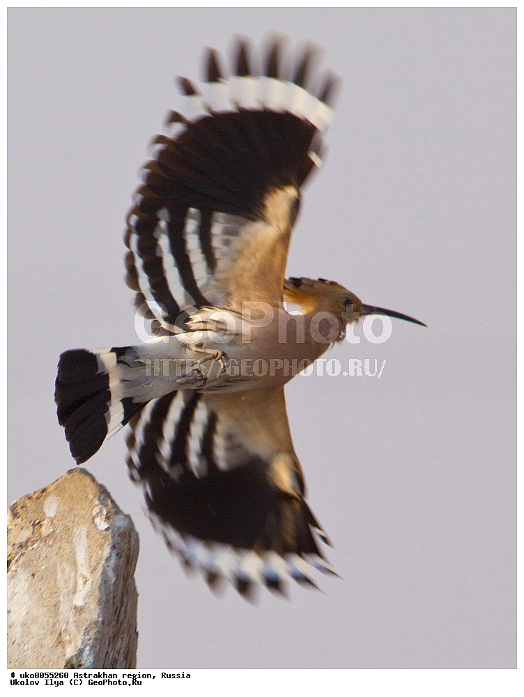 ������������ ���, ������ ��������, ������, ��������, ��������, �����, �����, ��������, �����������, XYZ, �����, Upupidae, ����, Upupa epops