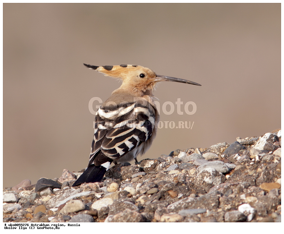 ������������ ���, ������ ��������, ������, ��������, ��������, �����, �����, ��������, �����������, XYZ, �����, Upupidae, ����, Upupa epops