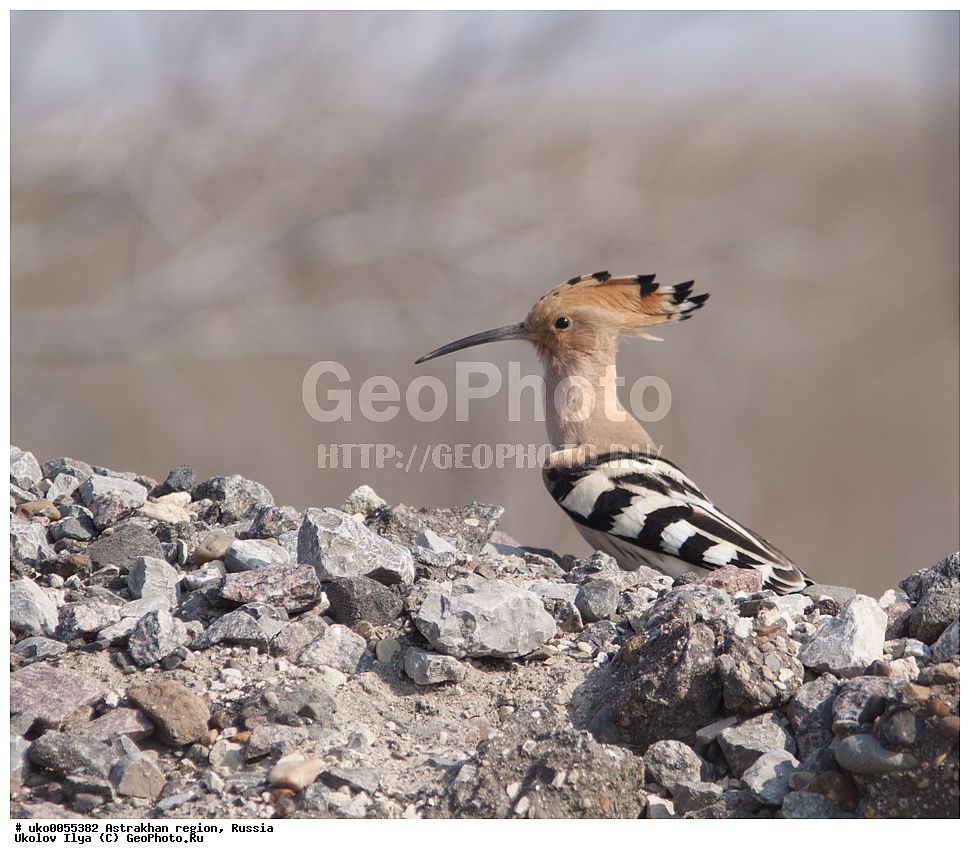 ������������ ���, ������ ��������, ������, ��������, ��������, �����, �����, ��������, �����������, XYZ, �����, Upupidae, ����, Upupa epops