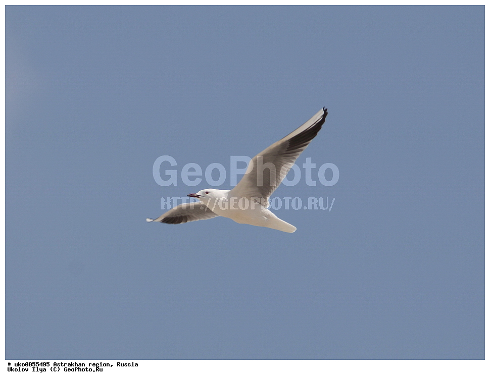 ������������ ���, ������ ��������, ������, ��������, ��������, �����, �����, ��������, �����������, ������� �����, ������� �����, XYZ, ��������, Laridae, ������� �������, ����������� �����, Larus genei, Chroicocephalus genei