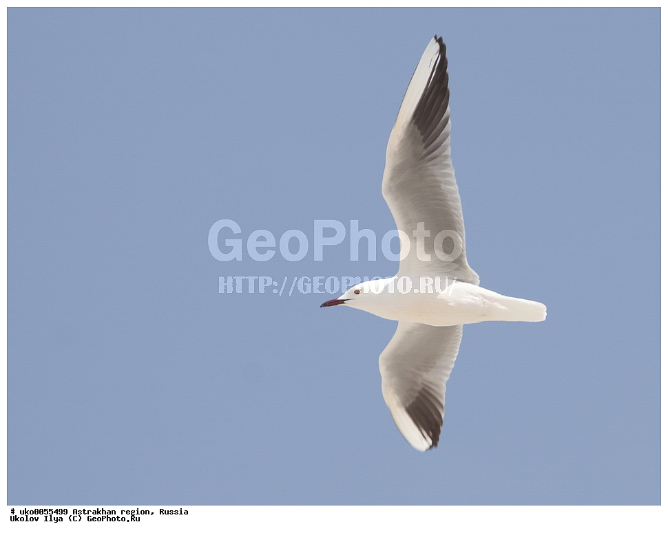 ������������ ���, ������ ��������, ������, ��������, ��������, �����, �����, ��������, �����������, ������� �����, ������� �����, XYZ, ��������, Laridae, ������� �������, ����������� �����, Larus genei, Chroicocephalus genei