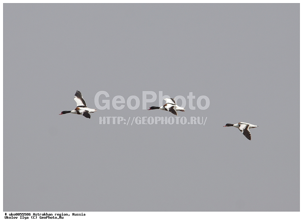 ������������ ���, ������ ��������, ������, ��������, ��������, �����, �����, ��������, �����������, �����������������, ������������� �����, ������������� �����, XYZ, ������, Anatidae, �������, ������, Tadorna tadorna