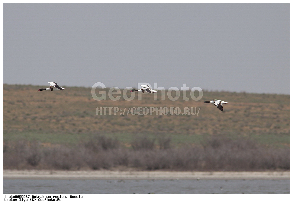 ������������ ���, ������ ��������, ������, ��������, ��������, �����, �����, ��������, �����������, �����������������, ������������� �����, ������������� �����, XYZ, ������, Anatidae, �������, ������, Tadorna tadorna