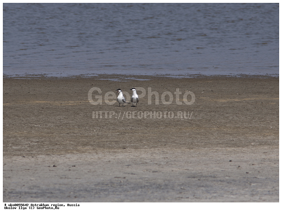 ������������ ���, ������ ��������, ������, ��������, ��������, �����, �����, ��������, �����������, ������� �����, ������� �����, XYZ, ���������, Sternidae, ���������� ������, Gelochelidon nilotica, Sterna nilotica