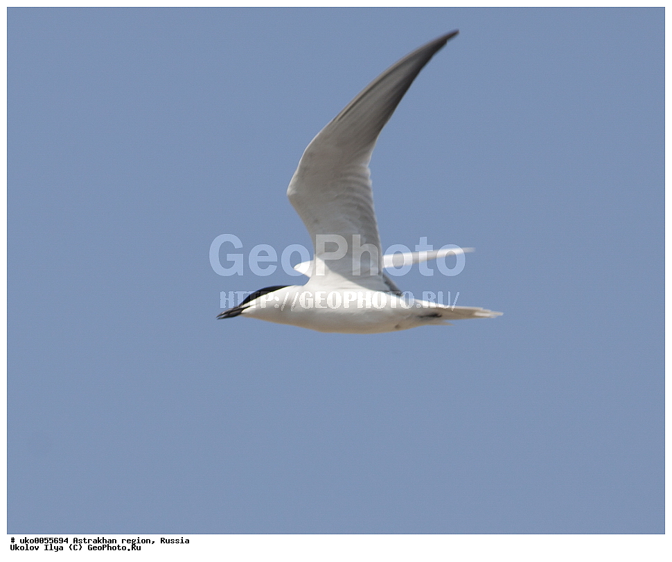 ������������ ���, ������ ��������, ������, ��������, ��������, �����, �����, ��������, �����������, ������� �����, ������� �����, XYZ, ���������, Sternidae, ���������� ������, Gelochelidon nilotica, Sterna nilotica