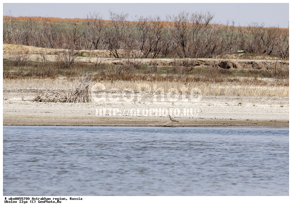 ������������ ���, ������ ��������, ������, ��������, ��������, �����, �����, ��������, �����������, �����, ������, XYZ, ���������, Scolopacidae, ������� ��������, Numenius phaeopus