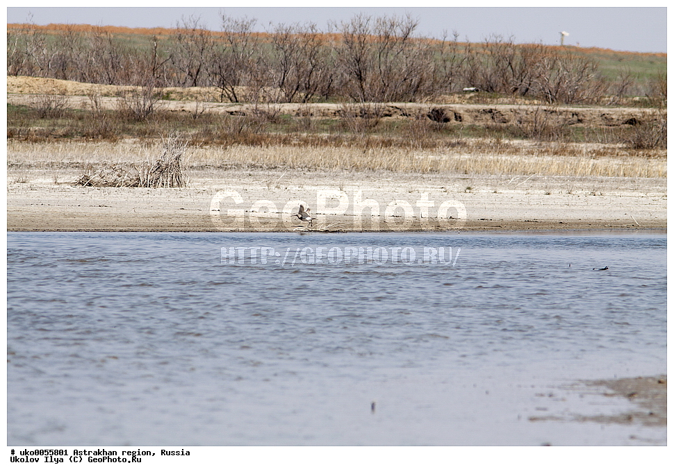 ������������ ���, ������ ��������, ������, ��������, ��������, �����, �����, ��������, �����������, �����, ������, XYZ, ���������, Scolopacidae, ������� ��������, Numenius phaeopus