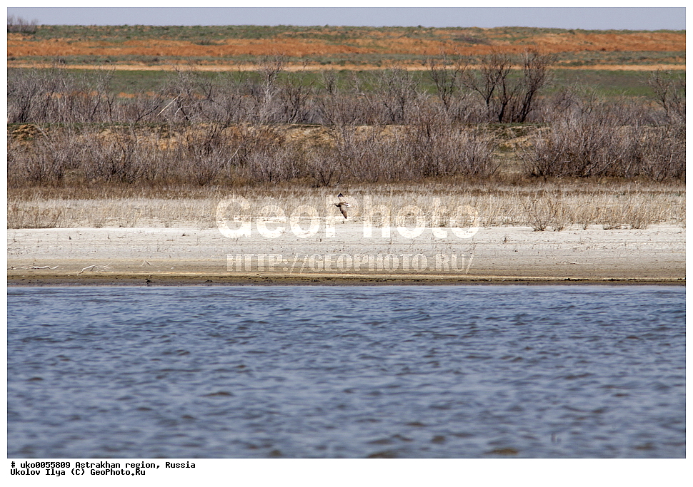 ������������ ���, ������ ��������, ������, ��������, ��������, �����, �����, ��������, �����������, �����, ������, XYZ, ���������, Scolopacidae, ������� ��������, Numenius phaeopus