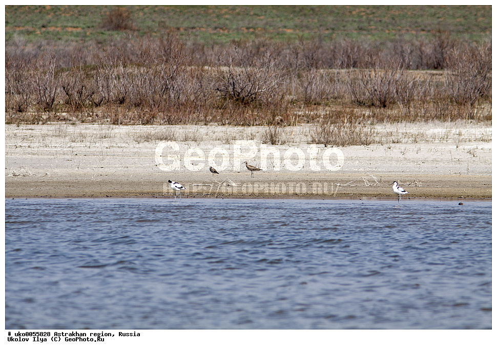 ������������ ���, ������ ��������, ������, ��������, ��������, �����, �����, ��������, �����������, �����, ������, XYZ, ���������, Scolopacidae, ������� ��������, Numenius phaeopus