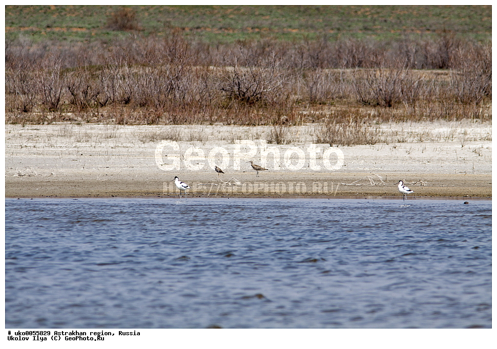 ������������ ���, ������ ��������, ������, ��������, ��������, �����, �����, ��������, �����������, �����, ������, XYZ, ���������, Scolopacidae, ������� ��������, Numenius phaeopus