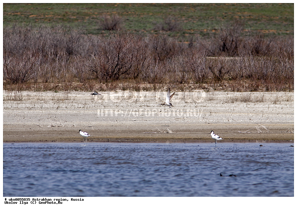 ������������ ���, ������ ��������, ������, ��������, ��������, �����, �����, ��������, �����������, �����, ������, XYZ, ���������, Scolopacidae, ������� ��������, Numenius phaeopus