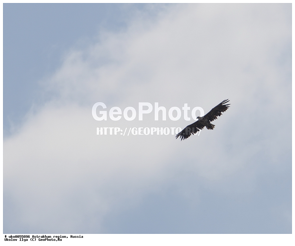 ������������ ���, ������ ��������, ������, ��������, ��������, �����, �����, ��������, �����������, ������ �����, ������ �����, XYZ, ����������, Accipitridae, �����-���������, Haliaeetus albicilla