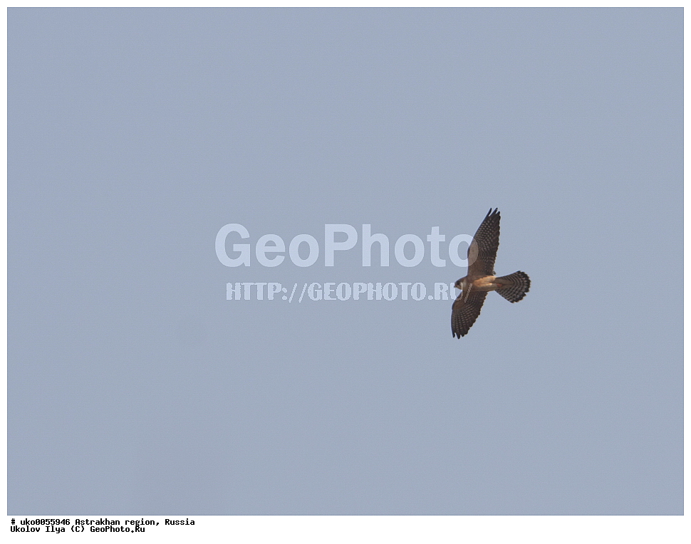 ������������ ���, ������ ��������, ������, ��������, ��������, �����, �����, ��������, �����������, ������ �����, ������ �����, XYZ, ���������, Falconidae, ������, Falco vespertinus