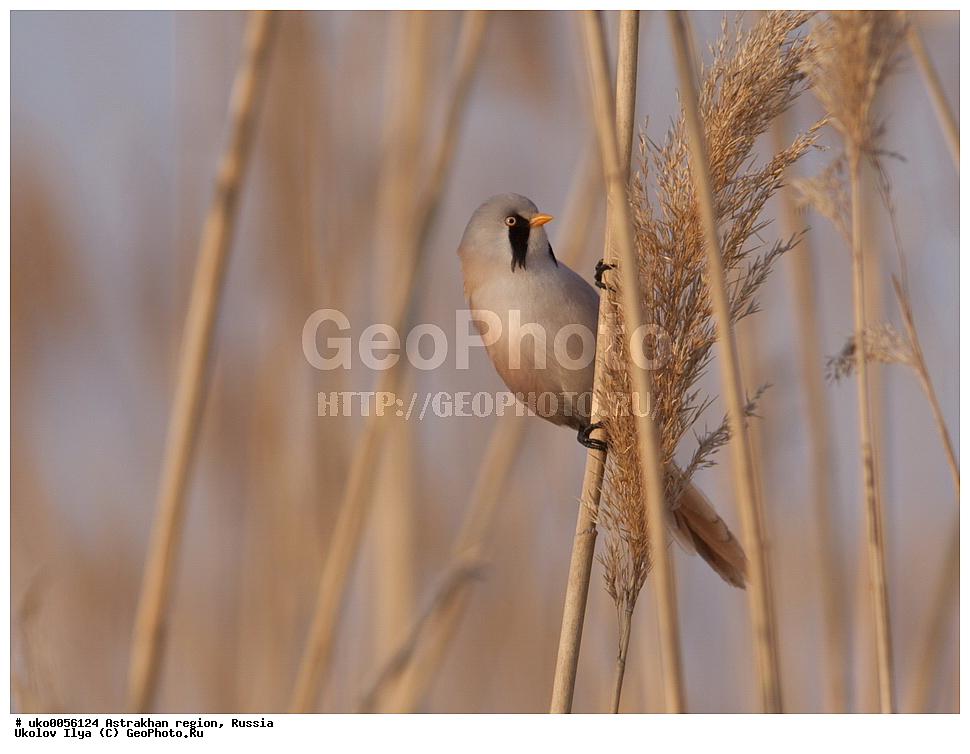 ������������ ���, ������ ��������, ������, ��������, ��������, �����, �����, ��������, �����������, XYZ, ������������ ������, ���������, Paradoxornithidae, ������ ������, Panurus biarmicus