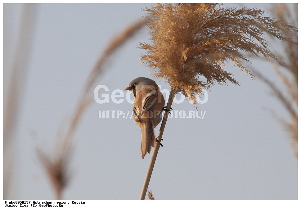 ������������ ���, ������ ��������, ������, ��������, ��������, �����, �����, ��������, �����������, XYZ, ������������ ������, ���������, Paradoxornithidae, ������ ������, Panurus biarmicus