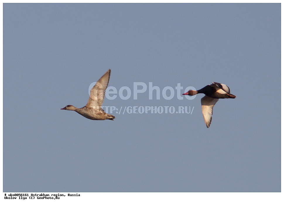 ������������ ���, ������ ��������, ������, ��������, ��������, �����, �����, ��������, �����������, �����������������, ������������� �����, ������������� �����, XYZ, ������, Anatidae, ����������� �����, Netta rufina