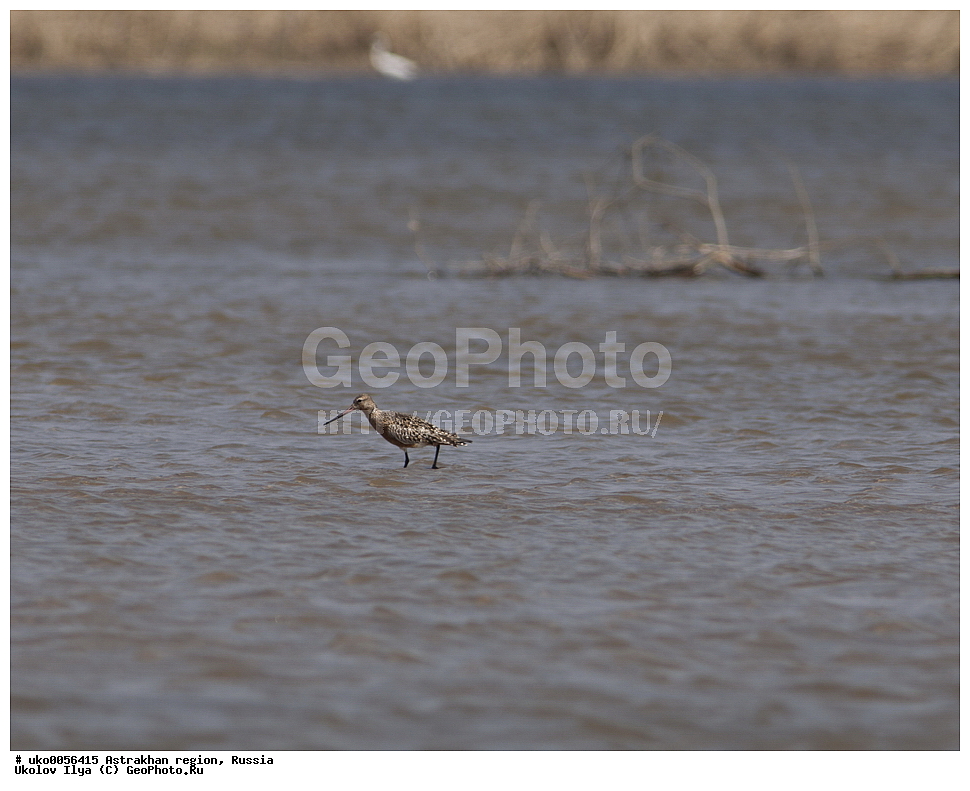 ������������ ���, ������ ��������, ������, ��������, ��������, �����, �����, ��������, �����������, �����, ������, XYZ, ���������, Scolopacidae, ����� ����������, Limosa lapponica