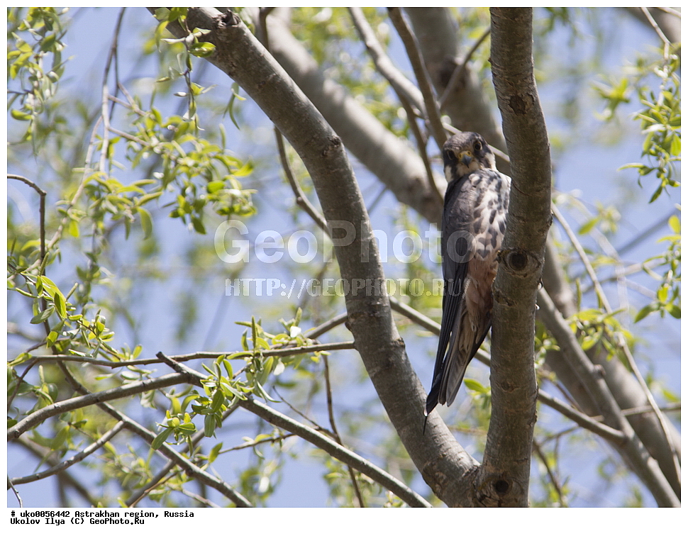 ������������ ���, ������ ��������, ������, ��������, ��������, �����, �����, ��������, �����������, ������ �����, ������ �����, XYZ, ���������, Falconidae, ������, Falco subbuteo