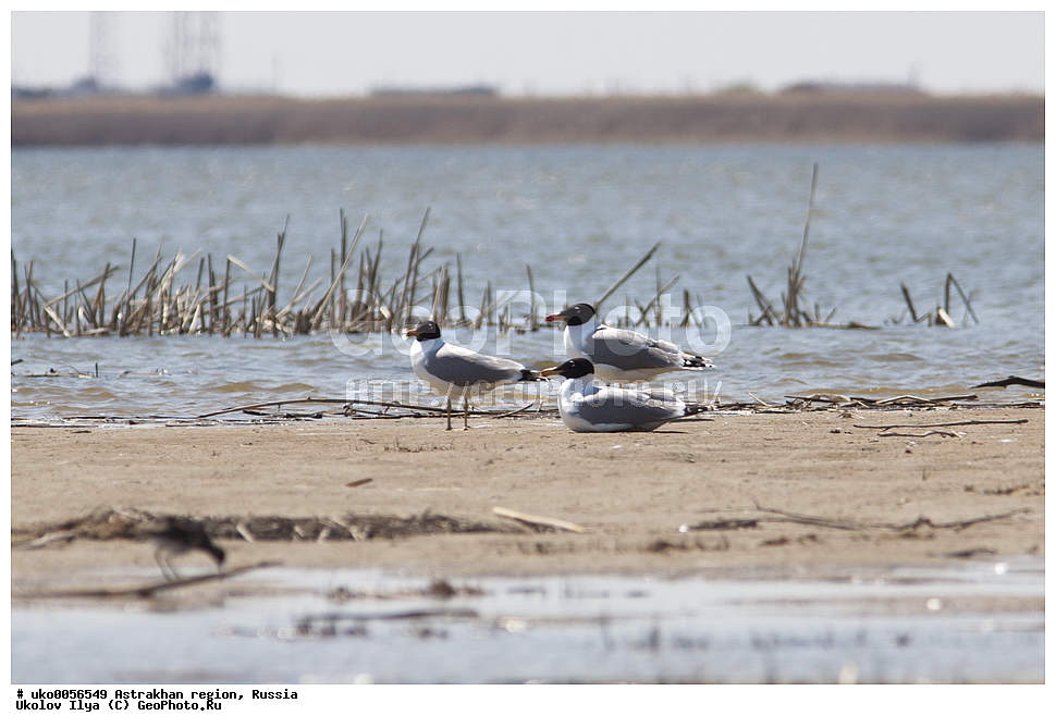 ������������ ���, ������ ��������, ������, ��������, ��������, �����, �����, ��������, �����������, ������� �����, ������� �����, XYZ, ��������, Laridae, ������������ �������, Larus ichthyaetus