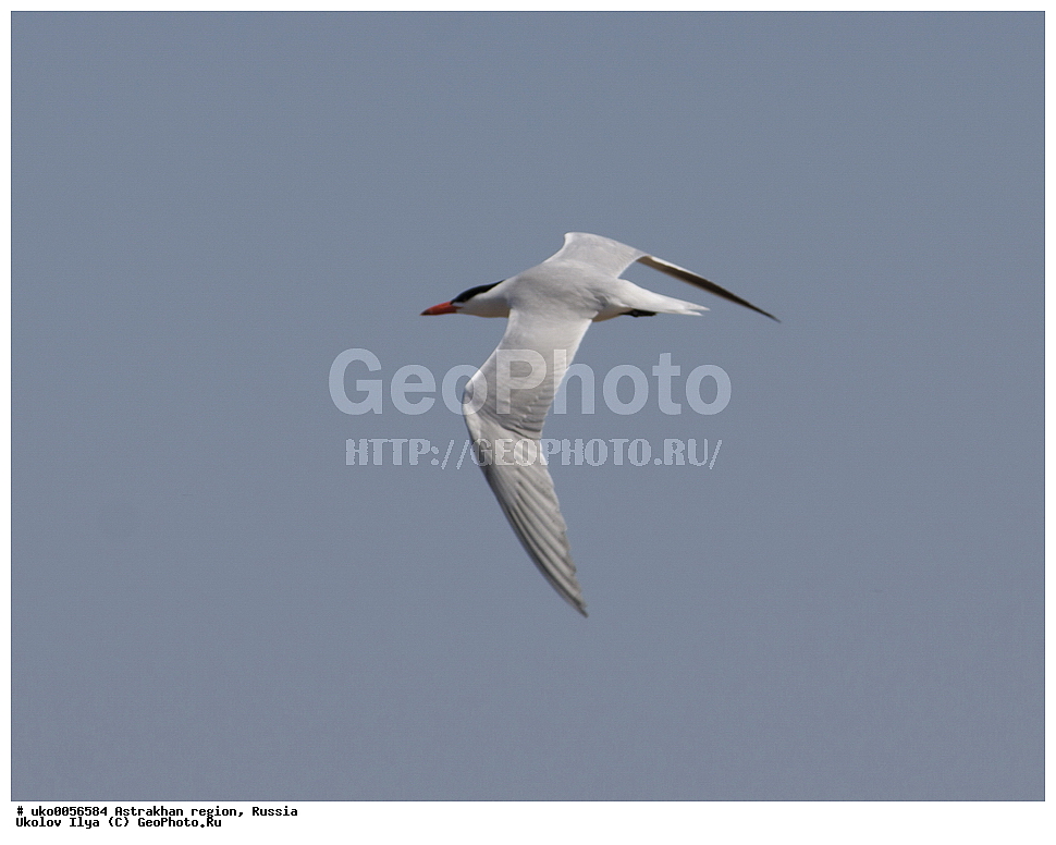 ������������ ���, ������ ��������, ������, ��������, ��������, �����, �����, ��������, �����������, ������� �����, ������� �����, XYZ, ��������, Laridae, ���������, C������ �����, Larus cachinnans