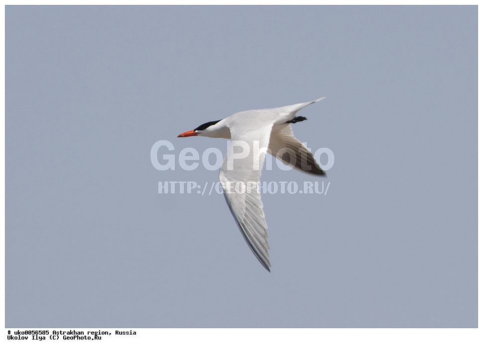 ������������ ���, ������ ��������, ������, ��������, ��������, �����, �����, ��������, �����������, ������� �����, ������� �����, XYZ, ��������, Laridae, ���������, C������ �����, Larus cachinnans