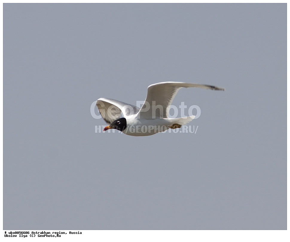 ������������ ���, ������ ��������, ������, ��������, ��������, �����, �����, ��������, �����������, ������� �����, ������� �����, XYZ, ��������, Laridae, ������������ �������, Larus ichthyaetus