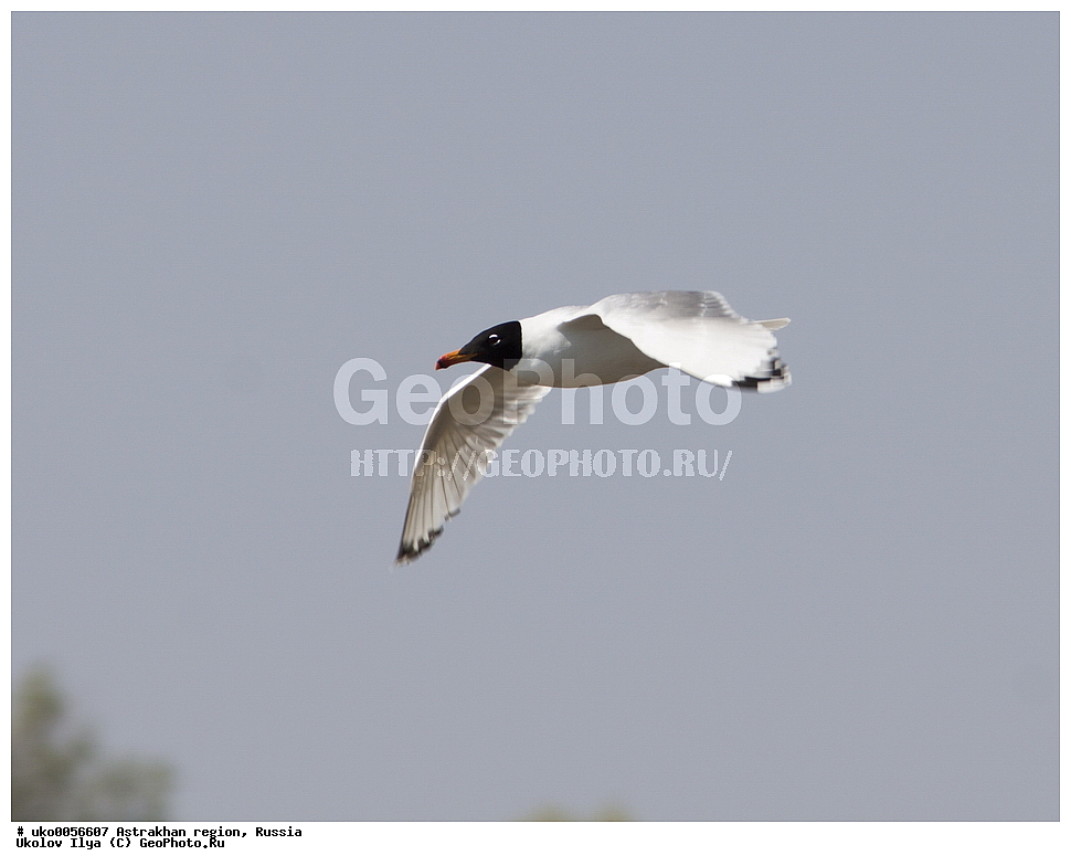 ������������ ���, ������ ��������, ������, ��������, ��������, �����, �����, ��������, �����������, ������� �����, ������� �����, XYZ, ��������, Laridae, ������������ �������, Larus ichthyaetus