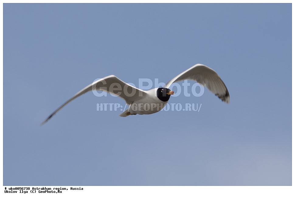 ������������ ���, ������ ��������, ������, ��������, ��������, �����, �����, ��������, �����������, ������� �����, ������� �����, XYZ, ��������, Laridae, ������������ �������, Larus ichthyaetus