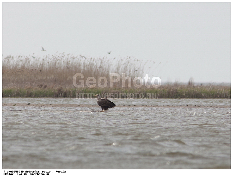 ������������ ���, ������ ��������, ������, ��������, ��������, �����, �����, ��������, �����������, ������ �����, ������ �����, XYZ, ����������, Accipitridae, �����-���������, Haliaeetus albicilla