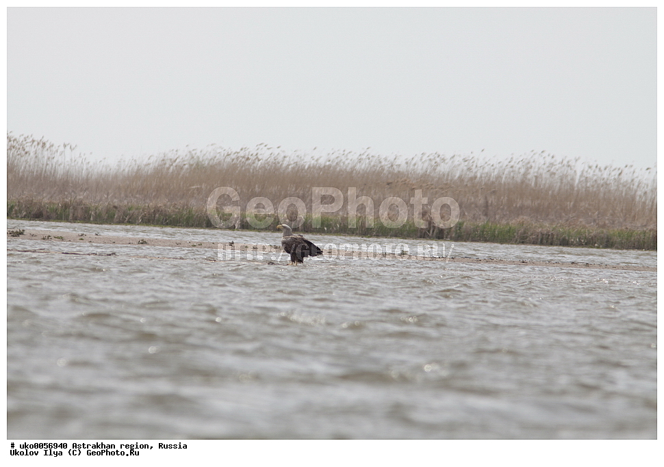 ������������ ���, ������ ��������, ������, ��������, ��������, �����, �����, ��������, �����������, ������ �����, ������ �����, XYZ, ����������, Accipitridae, �����-���������, Haliaeetus albicilla