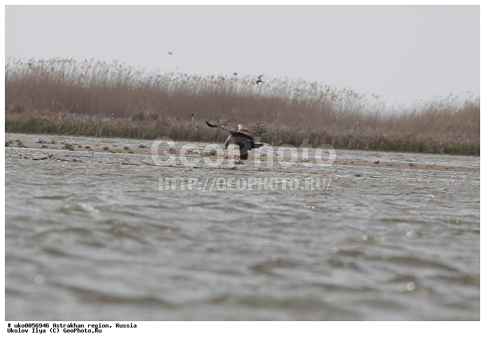 ������������ ���, ������ ��������, ������, ��������, ��������, �����, �����, ��������, �����������, ������ �����, ������ �����, XYZ, ����������, Accipitridae, �����-���������, Haliaeetus albicilla